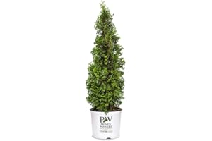 Proven Winners 2 Gal. Sting Arborvitae Shrub