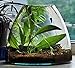 Mainam Anubias Lanceolata Rooted Rhizome Long Leaves Live Aquarium Plants Decorations