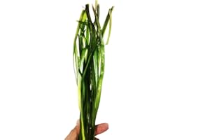 Planterest - Jungle Val Rooted Vallisneria Spiralis Bunch Live Aquarium Plant Low Light Background Stems Decorations BUY2GET1FREE