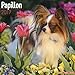 Papillon Calendar 2017
