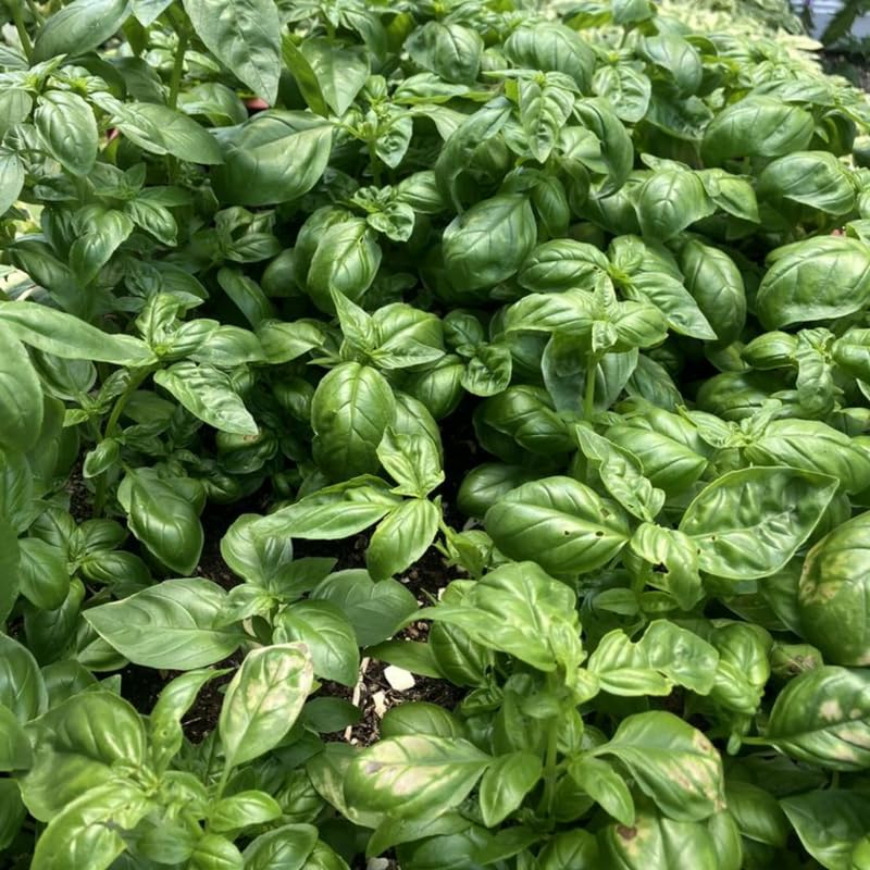 2 Pots Sweet Basil Plants - Fragrant Live Herb Basil in 4 Inch Pots, Easy Indoor Outdoor Grow