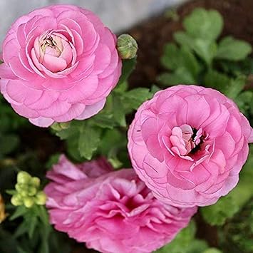 Amazon 10個ピンクラナンキュラス球根美しい色の花瓶植木鉢の装飾屋外植栽のための強力な観賞用春多年生球根高発芽率の花 球根