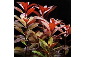 Live Aquarium Plant | Live Arrival Guarantee | Aquarium Flora by Plants N Fins (Ludwigia Red Repens + Root Tab | Live Aquarium Plant)