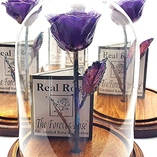 Forever Rose USA Brand The Beauty and The Beast Rose Enchanted Rose