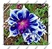 200pcs/bag Picotee Blue Morning Glory seeds,rare petunia seeds,bonsai flower seeds,plant for home garden Easy to Grow!