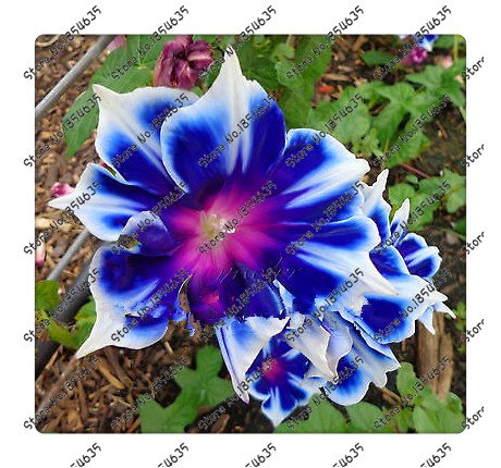 200pcs/bag Picotee Blue Morning Glory seeds,rare petunia seeds,bonsai flower seeds,plant for home garden Easy to Grow!