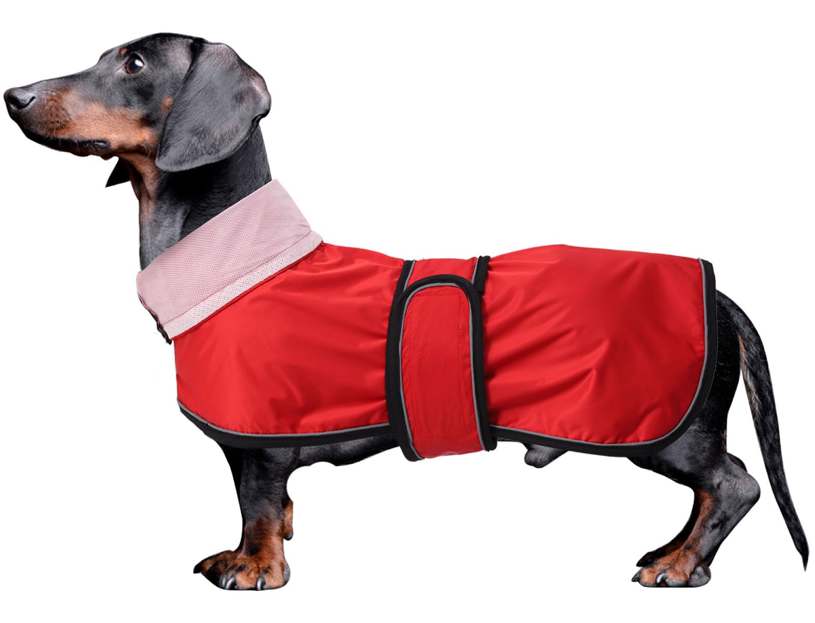 Dachshund raincoat with reflective trim, rain/water resistant, adjustable bands - Stylish premium raincoat for dogs - Red - Medium