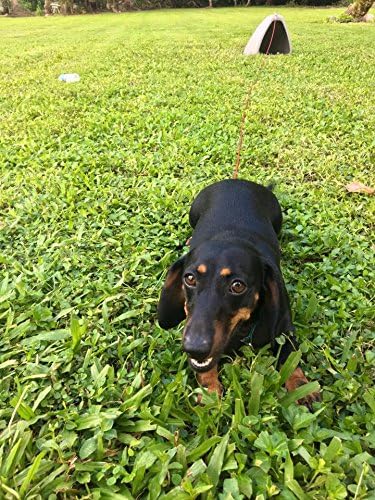 liggins dogeden kennel series dog house