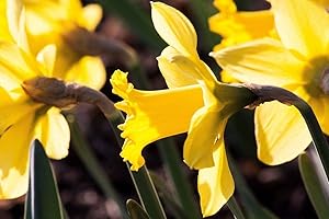 Portal Cool 50 Bulbs: Yellow Daffodil Golden Trumpet Daffodils Spring Flowering Size Plant Bulbs Now:Seeds Only :