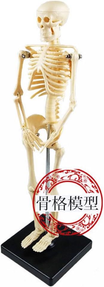 Amazon Co Jp H Effect エイチエフェクト 骸骨 ガイコツ 42cm デッサン イラスト 人体骨格模型 人体模型 ドラッグストア