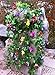 XHSP 2 Bunches Artificial Vines 35.4