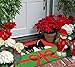 Jellybean Kitty & Present Holiday Décor Indoor Outdoor Washable 21