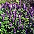 Outsidepride 1000 Seeds Perennial Agastache Lavender Blue Giant Hyssop Flower Seeds for Planting