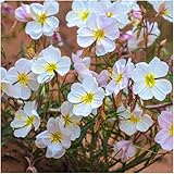 Package of 2,000 Seeds, Pale Evening Primrose (Oenothera pallida) Non-GMO Seeds By Seed Needs