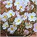 Package of 2,000 Seeds, Pale Evening Primrose (Oenothera pallida) Non-GMO Seeds By Seed Needs