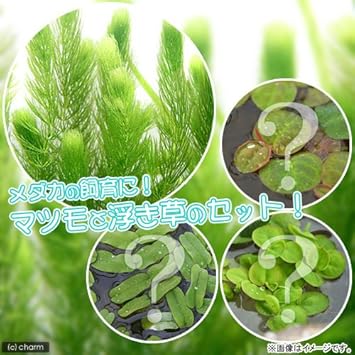 Amazon 水草 国産 無農薬マツモ 5本 おまかせ浮き草3種 無農薬 1株 生体 ペット用品 通販