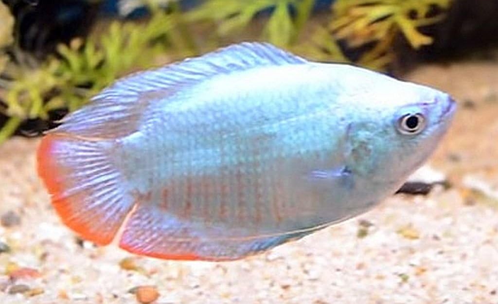 powder blue gourami care