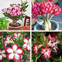 Mggsndi 5Pcs Adenium Obesum Desert Rose Flower Plant Seeds Balcony Bonsai Garden Decor - Heirloom Non GMO - Seeds for Planting an Indoor and Outdoor Garden