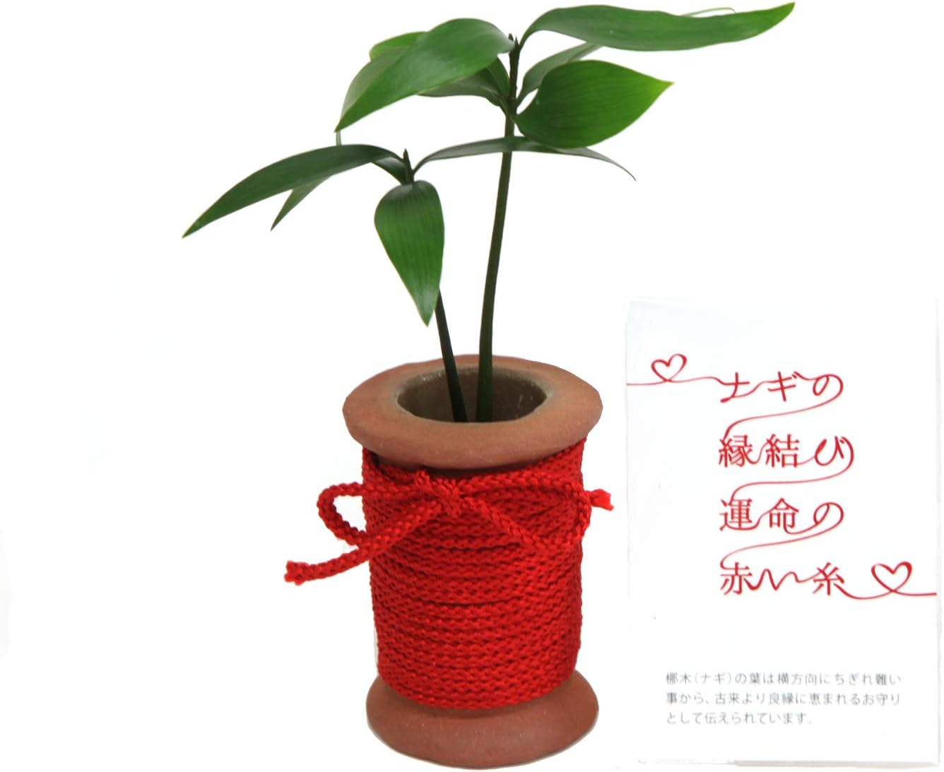 Amazon 日本古来の植物 ご神木 梛 なぎ の木 と うさぎ庵特性手作り 陶製糸巻き型水盆器と運命の赤い糸 １個セット スタンドタイプ 土なし 清潔 水やり簡単 セラハイト 観葉植物 オンライン通販