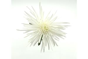 Rumhora Greens | (2) Two Bunches of Fresh and Natural Fuji Spider Mums Flowers White | Pack of 10 Stems in Each Bunch (20 stems total)| Perfect for Indoor and Outdoor Decorations
