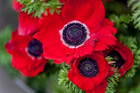 Amazon.com : 10 Marianne Red Anemone Bulbs Beautiful Home Garden