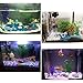 KISSTAKER 300g White Pebble Turtle Fish Tank Sand Rocks Aquarium Bonsai Succulent Plants Decoration Ornament Stone Landscape
