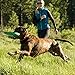 RUFFWEAR - Hoopie Collar, Blue Mountains, Large (2018)