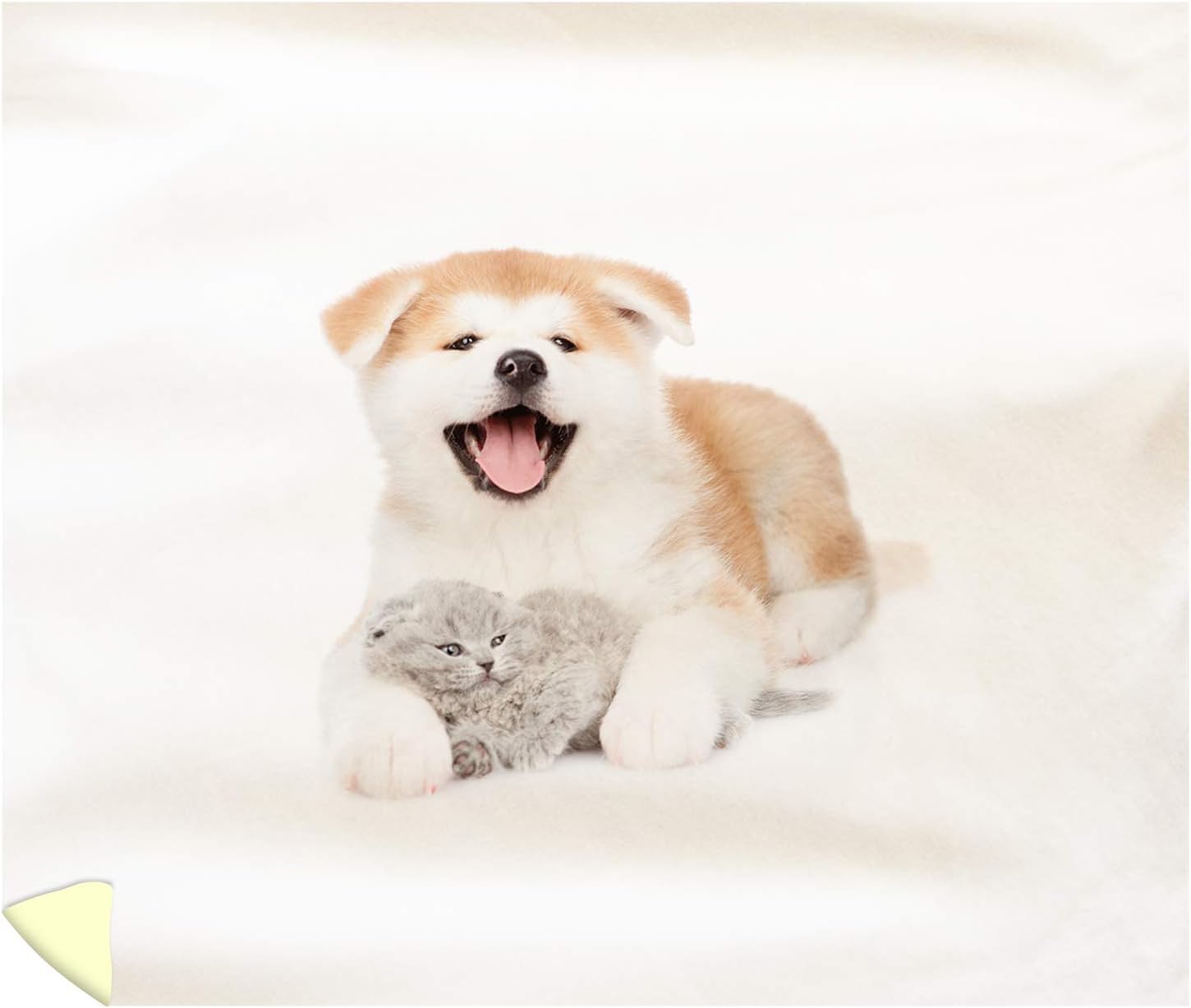 buy akita inu puppy