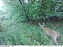Great cellular trail camera