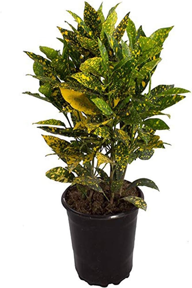 American Plant Exchange Croton Gold Dust Live Plant, 6