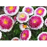 50pcs Mix Aster Pompon Hi-No-Maru Seeds Outdoors-Powderpuff Mix