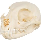 Skulls Unlimited Real Bobcat Skull &ndash; Model Animals Specimen for Science Education B Quality