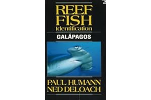 Reef Fish Identification Galapagos