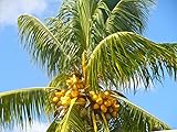 COCONUT (YELLOW) exotic plant palm tree Cocos Nucifera ready to pot ,1 live SEED
