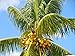 COCONUT (YELLOW) exotic plant palm tree Cocos Nucifera ready to pot ,1 live SEED