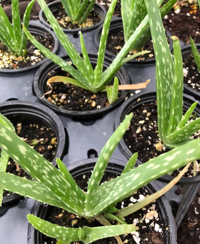 Generic Aloe Vera (Aloe Barbadensis) Live Plant - 4 Inch Pot - Easy Care Indoor Succulent