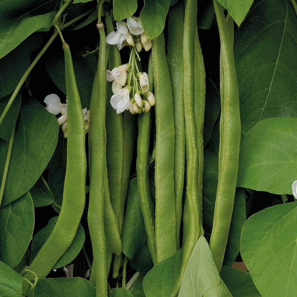 Runner Bean Seeds 'Moonlight' Half-Hardy Annual Vegetable Garden Plants Easy to Grow Your Own Weather Resistant and High Yielding 1 Packet 40 Seeds by Thompson and Morgan