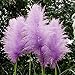 500 Pcs New Rare Purple Pampas Grass Seeds Ornamental Plant Flowers Grass Seeds