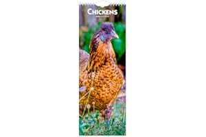 Chickens | 2026 5.7 x 16.5 Inch (Hanging) Monthly Slimline Wall Calendar | BrownTrout | Domestic Farm Animals