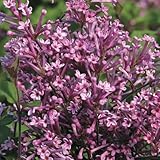 Bloomerang PurpleÂ® Lilac - Syringa - Proven Winners - 4
