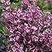 Bloomerang Purple® Lilac - Syringa - Proven Winners - 4" Pot