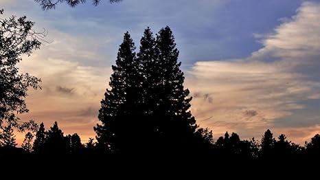 Amazon Co Jp 300ピース ジグソーパズル パズル 300ピース 木々の暗い空 母の日ギフト 同級生の友達 誕生日 クリスマス バレンタイン ギフト 38x26cm ホーム キッチン