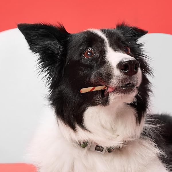 DREAMBONE TWIST STICKS, MADE WITH REAL BACON AND CHEESE FLAVOR, RAWHIDE-FREE CHEWS FOR DOGS, 50 COUNT