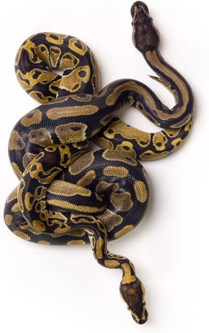 wallpapers Python Snake Colors posterazzi two ball python snakes