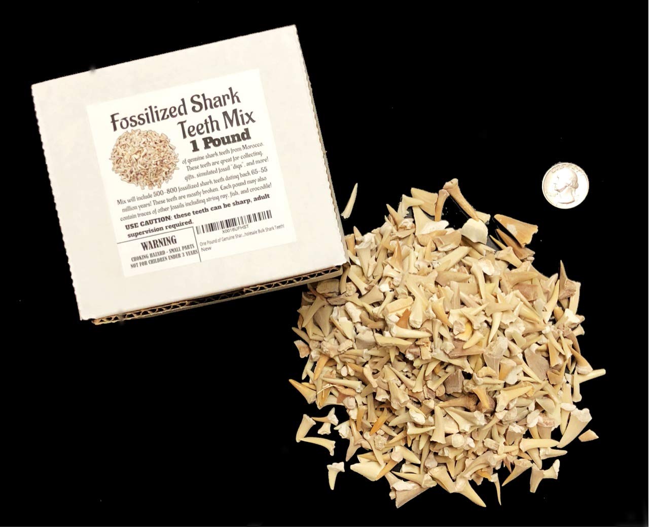 One Pound of Genuine Shark Teeth - Fossilized Moroccan Teeth! - Wholesale Bulk Shark Teeth!