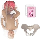 qzzXoq &zwnj;Professional Female Childbirth Model for Midwifery Training - Detachable Baby &amp; Pelvis, with Umbilical Cord, Amnion, and Placenta - Gynecology Teaching Aid