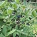 Sugar Pie Yezberry - 4" pot - Lonicera - Japanese Haskap - Proven Winners