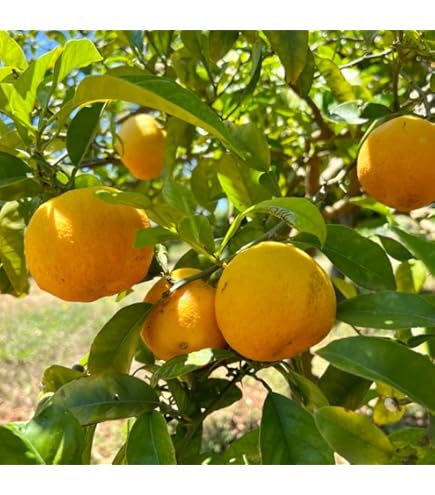 Amazon.com : Satsuma Mandarin Fruit Tree Plant, 2 to 3 Ft