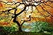 Startonight Wall Art Canvas Maple Tree, Nature USA Framed 24 x 36 Inches