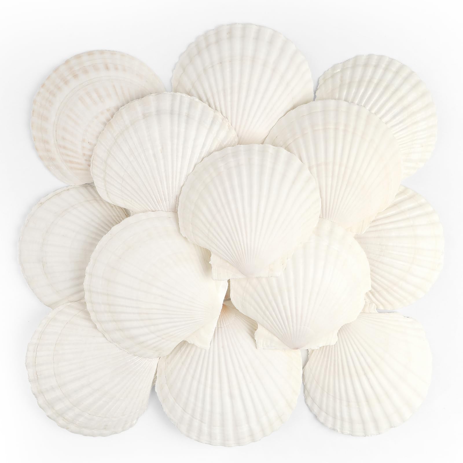 TaoQ C 16 PCS Scallop Shells Natural Seashell, 10cm-12cm White Scallop Shells Large Seashells for Crafts Wedding Decor Beach Theme Party, Vase Filler